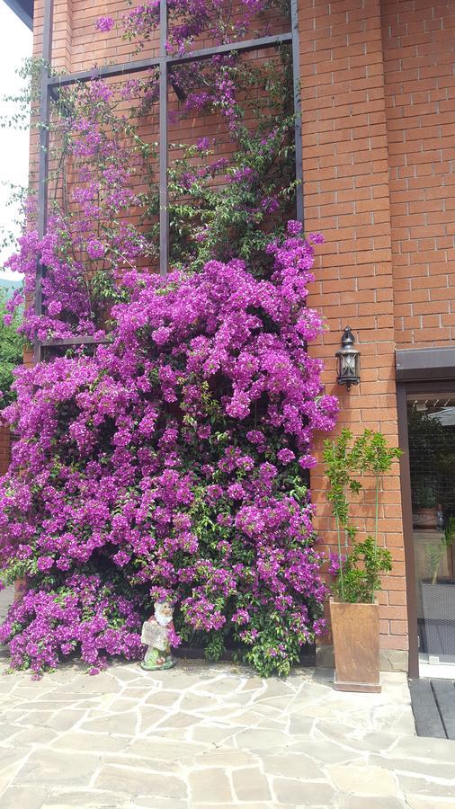 Guest House Belweder Gagra Exterior photo